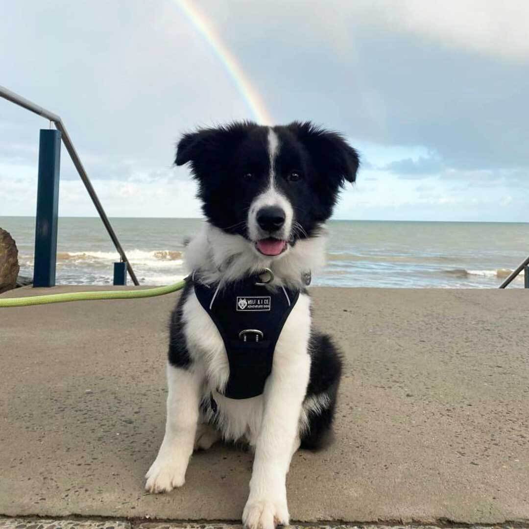 What To Expect With A Border Collie