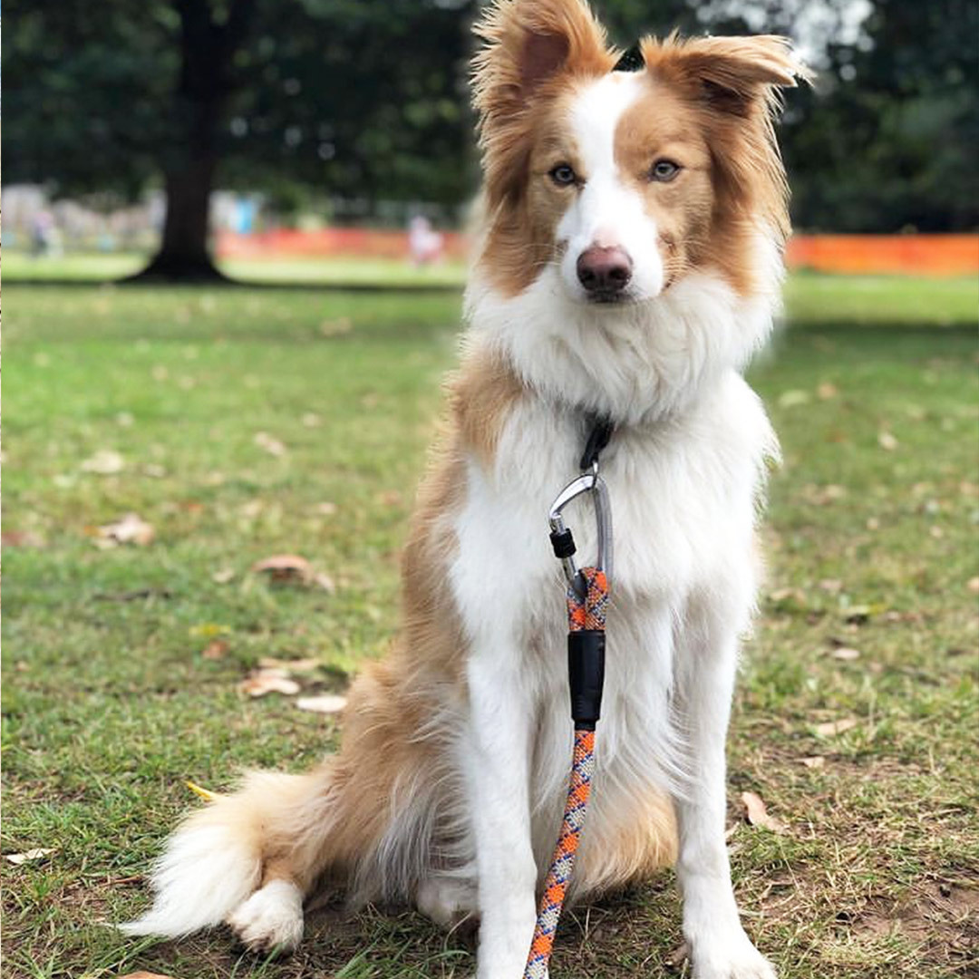 Is A Border Collie Right For You?