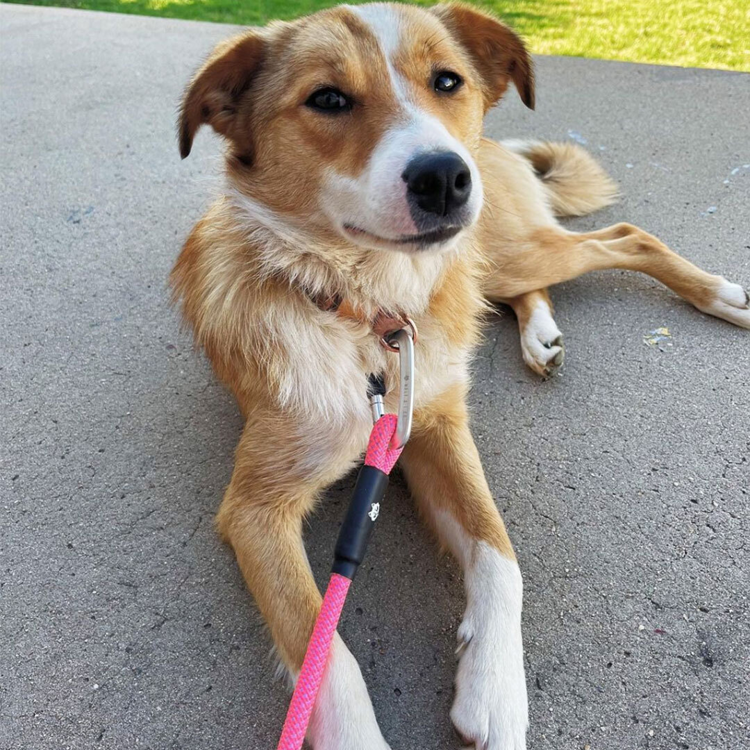 Border Collie Dogs Are Highly Intelligent