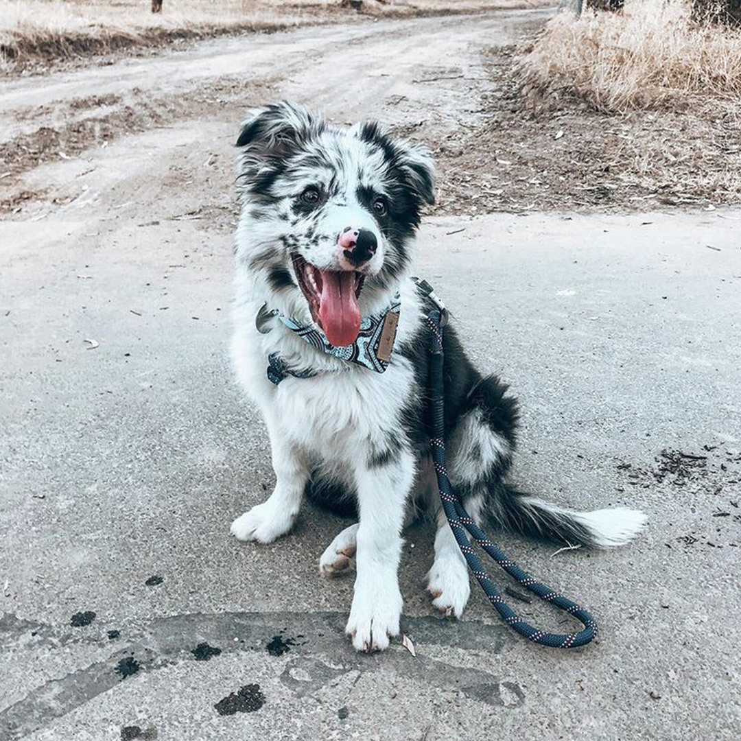 Border Collie Puppies Require Training And Stimulation