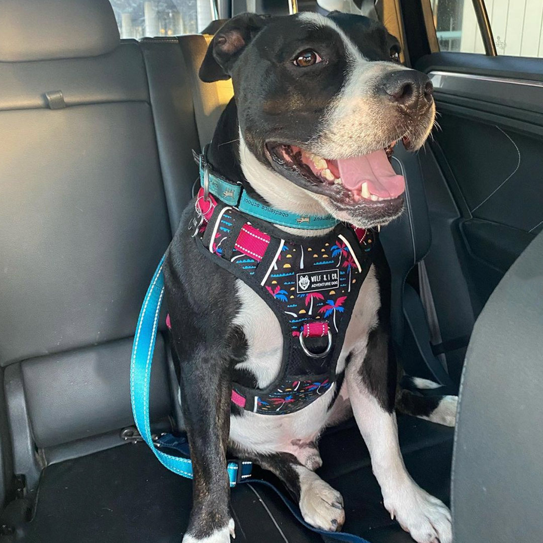 Dog Seatbelt By Wolf & I Co.