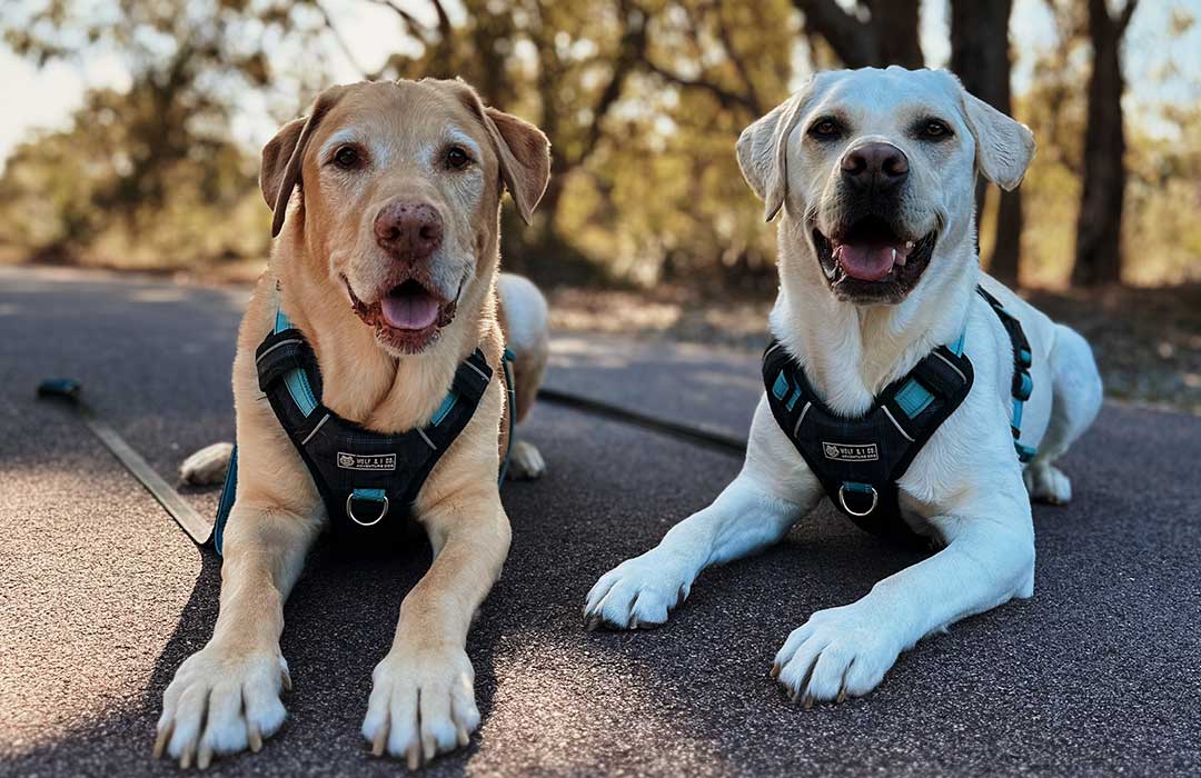 Dre & Dug the labradors happy exploring on their recent dog friendly road trip