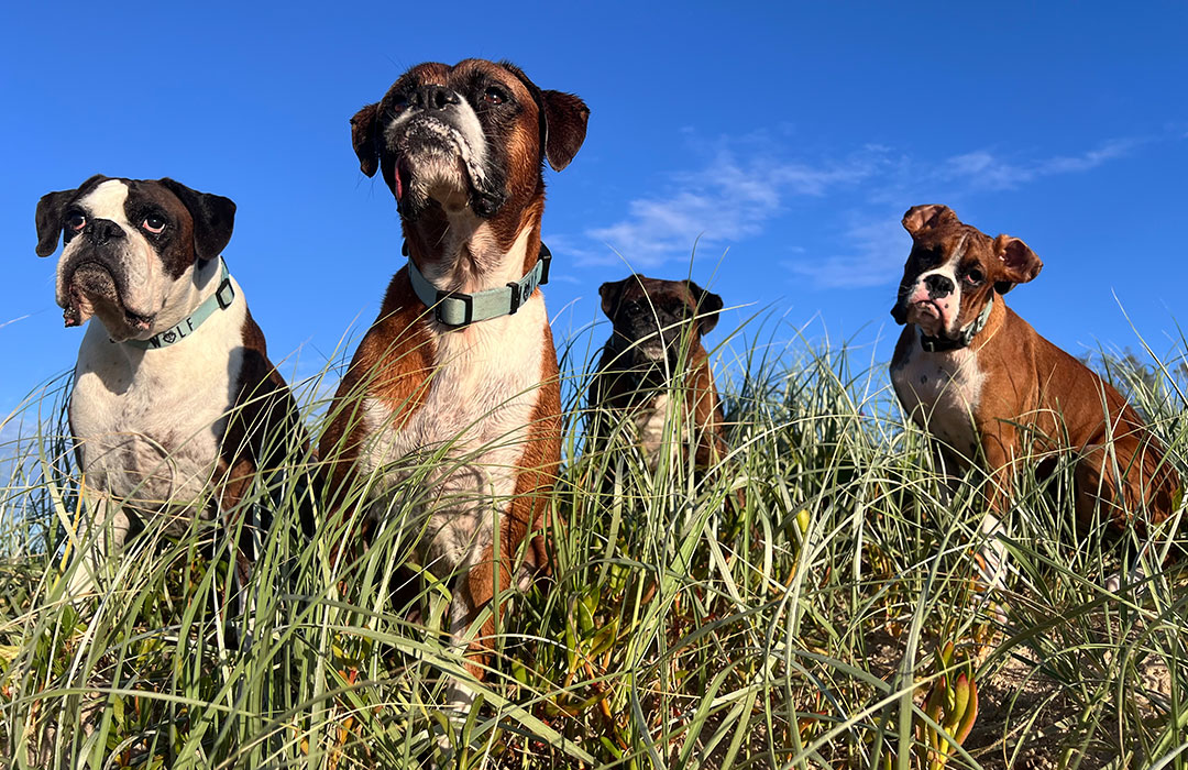 The Salty Boxers wear their Agave Dog Collars by Wolf & I Co. on their daily adventures.