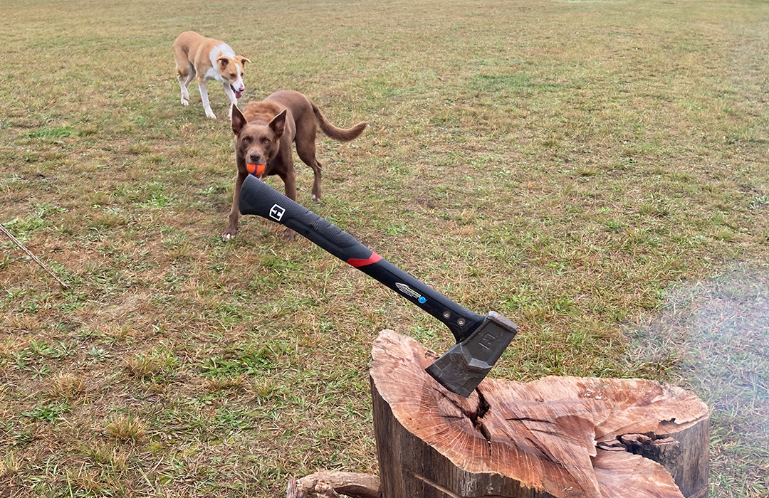 Dog Friendly Camping With Dogs Granite Belt
