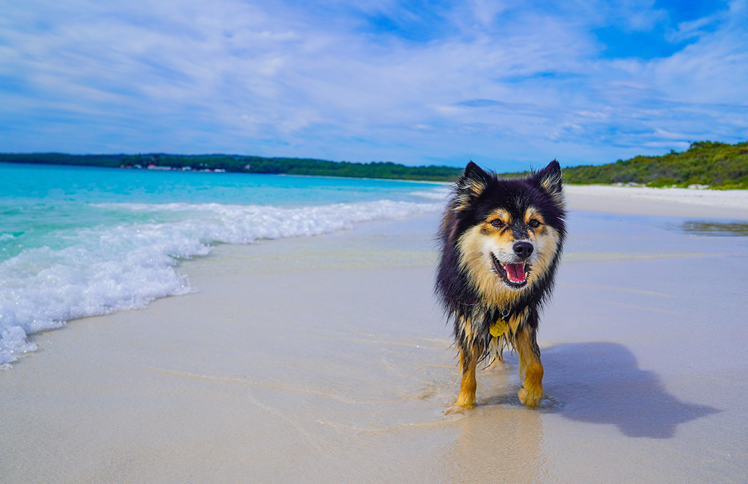 Beautiful Dog Beaches Wolfandico