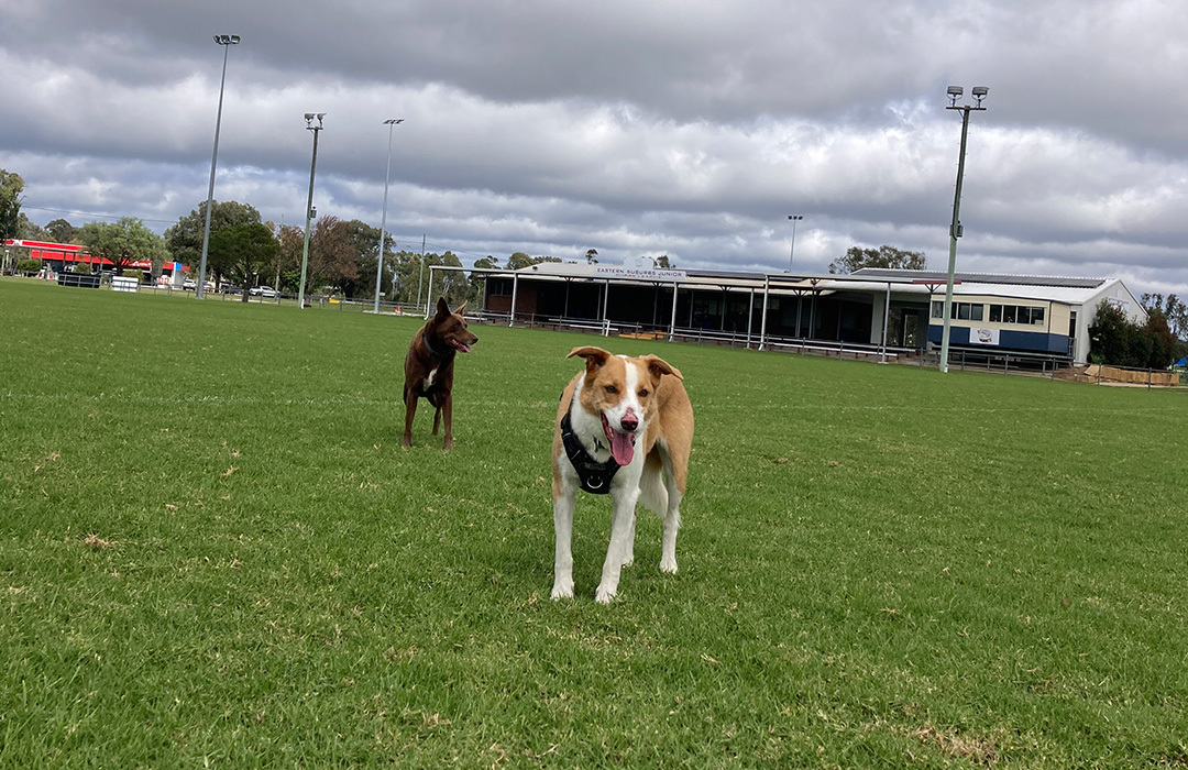 Dog Friendly Travel Adventure