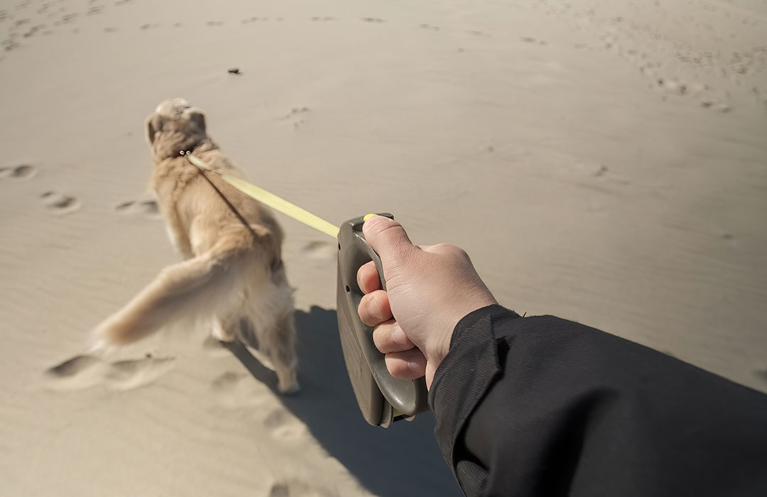 Dog pulls retractable dog leash tight and pulls dog walker along