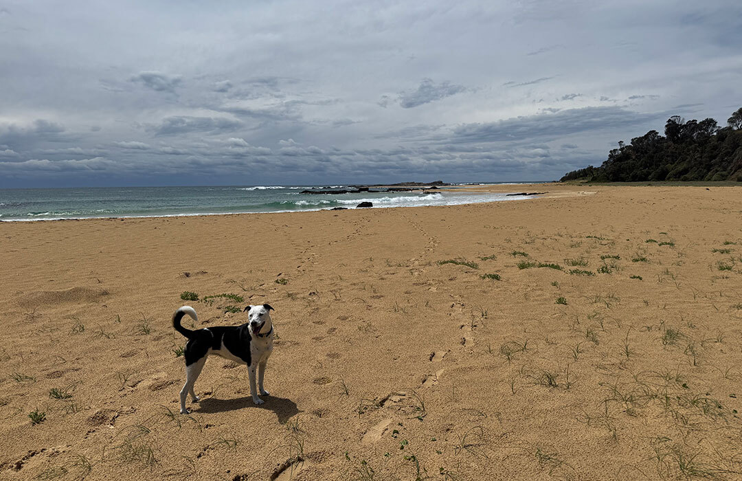 dogbeach-bermagui.jpg