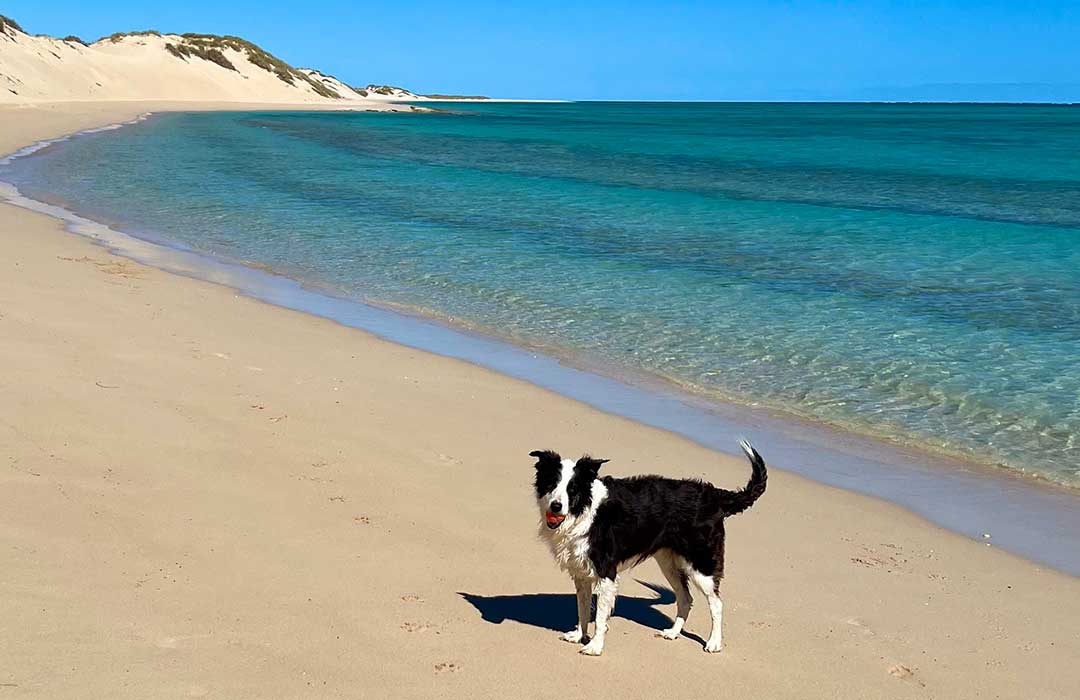 Heads up to all dogs! Playtime on the Ningaloo Coast looks like this, amazing!