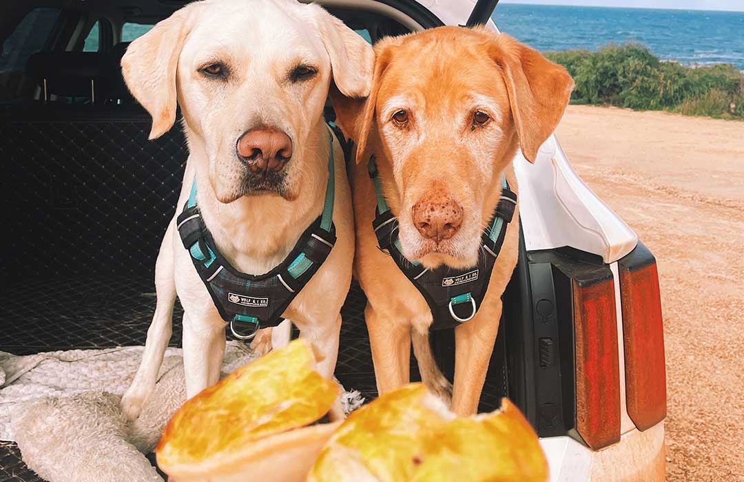 What snack time looks like on road trips when travelling with dogs!