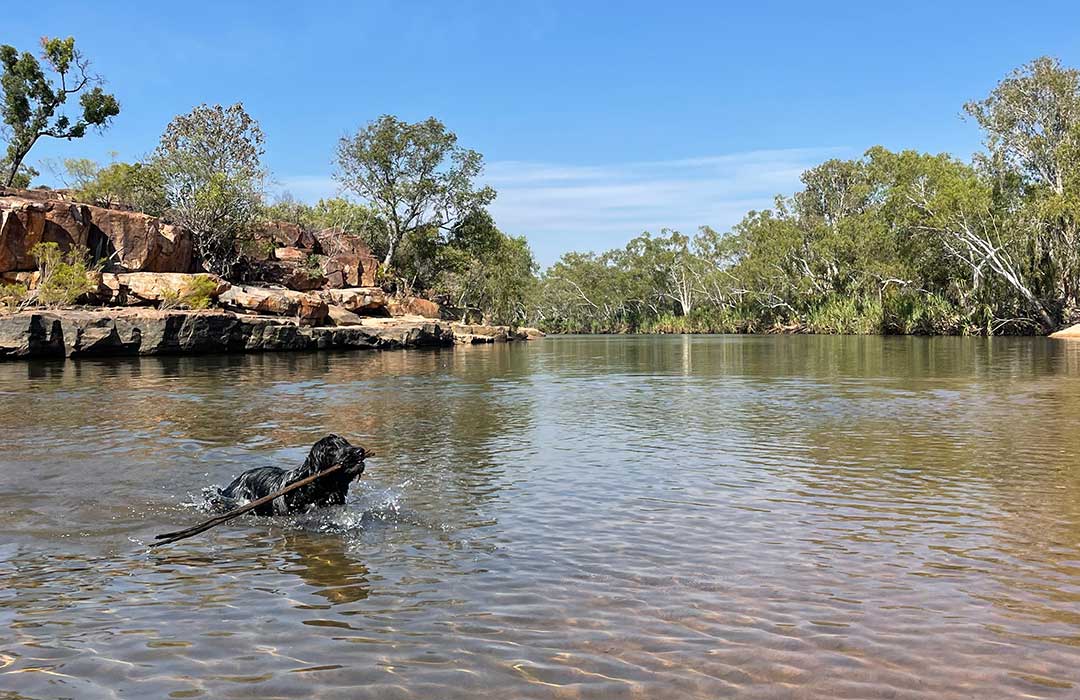 Winston cooling off with a swim in one of the many dog friendly swimming holes on The Gibb