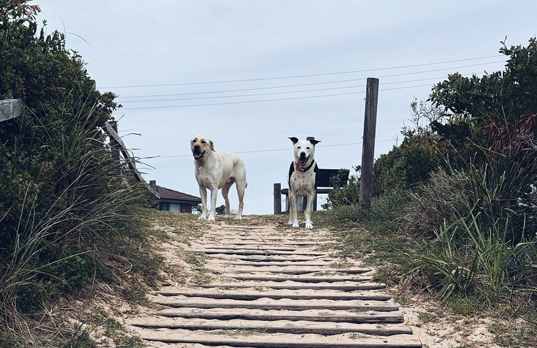 dogfriendlybeaches-bermagui.jpg