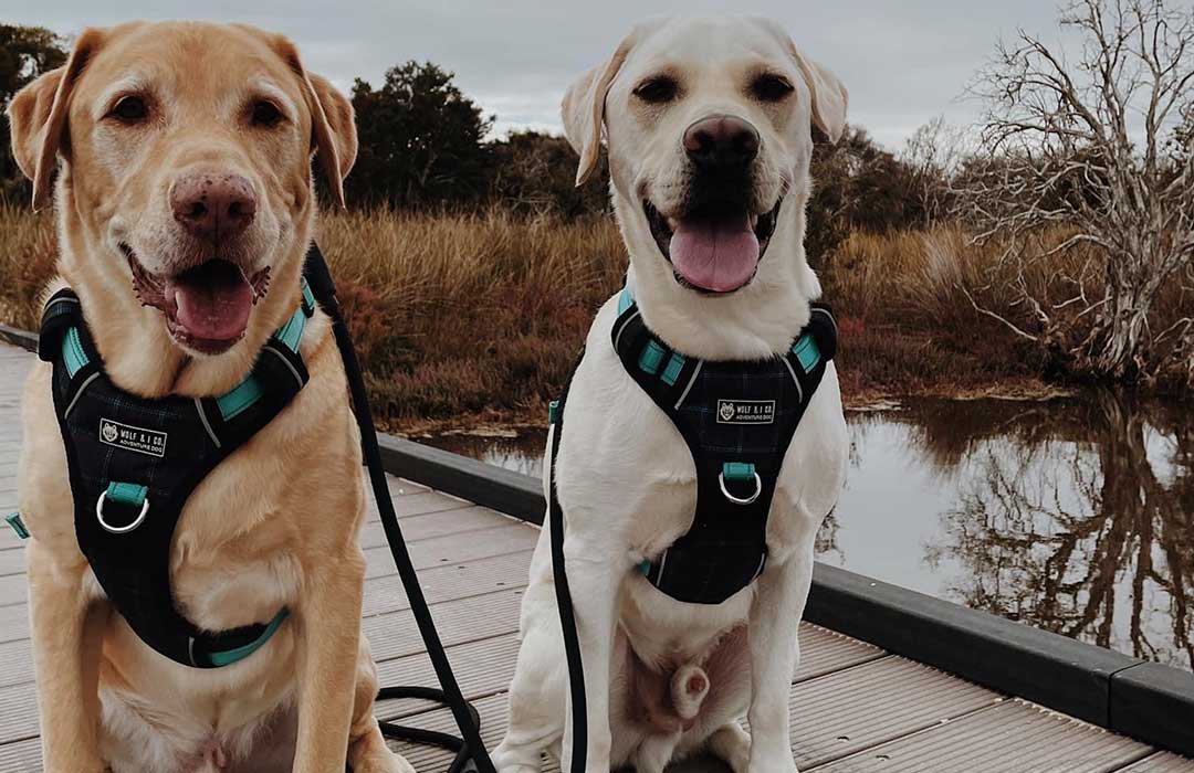 Dre & Dug enjoying the Dog Friendly walks of Western Australia