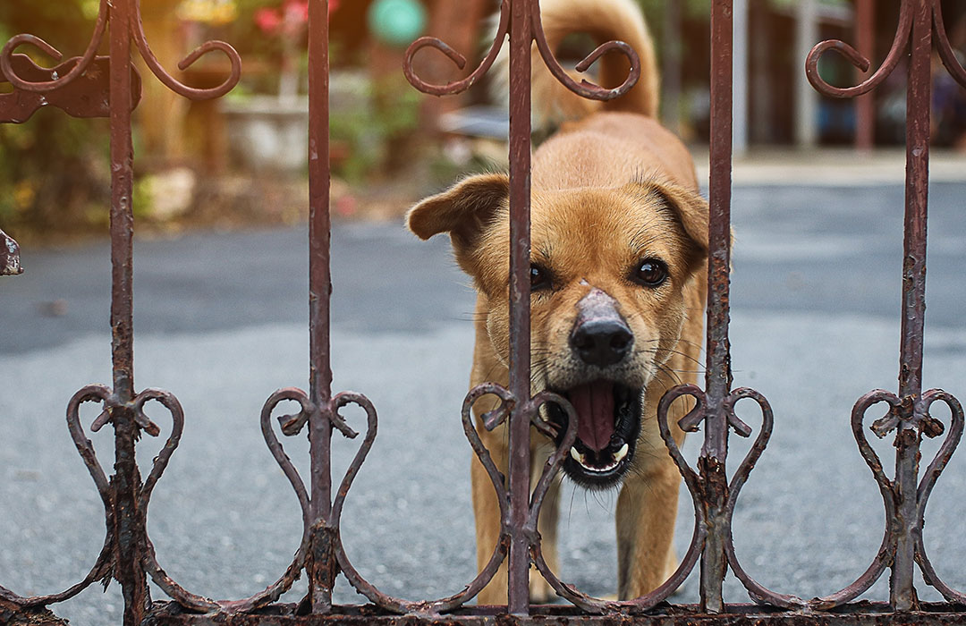 Dogs behaving badly when home alone