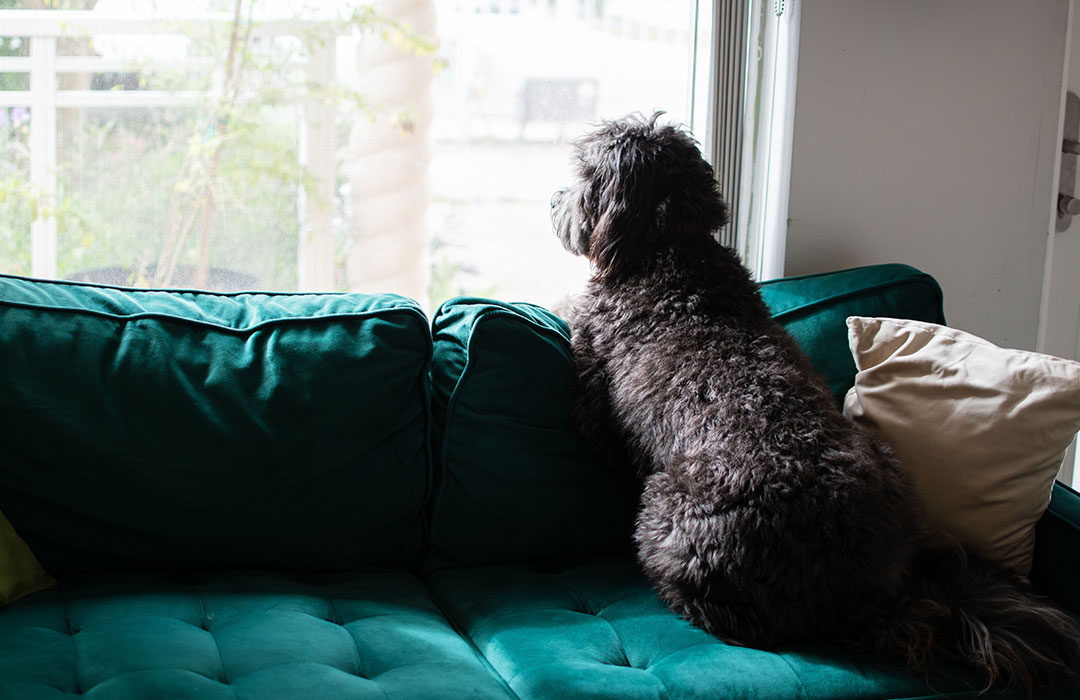 How to improve separation anxiety in dogs