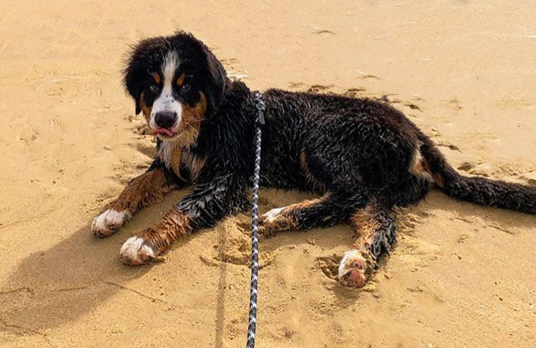 Top Dog Breeds For Families Include Bernese Mountain Dogs