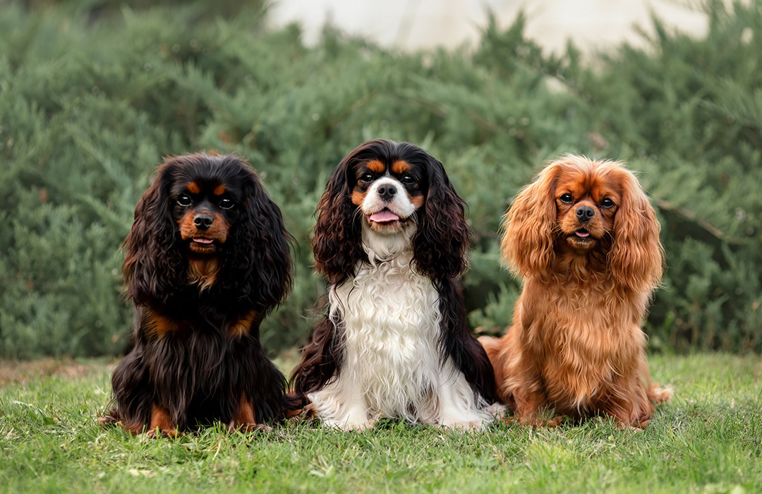 Best Dog Breeds For Families - King Charles Cavalier