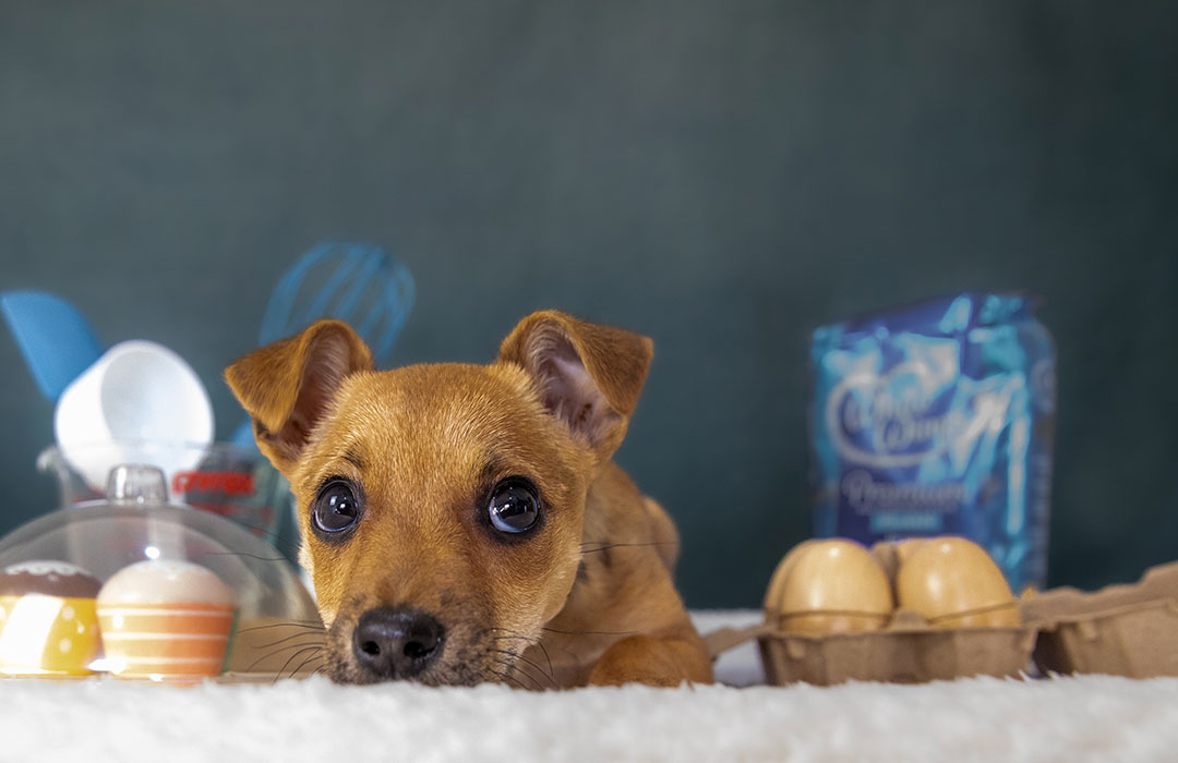 Biscuit getting photographed for Take Me Home Season Two.