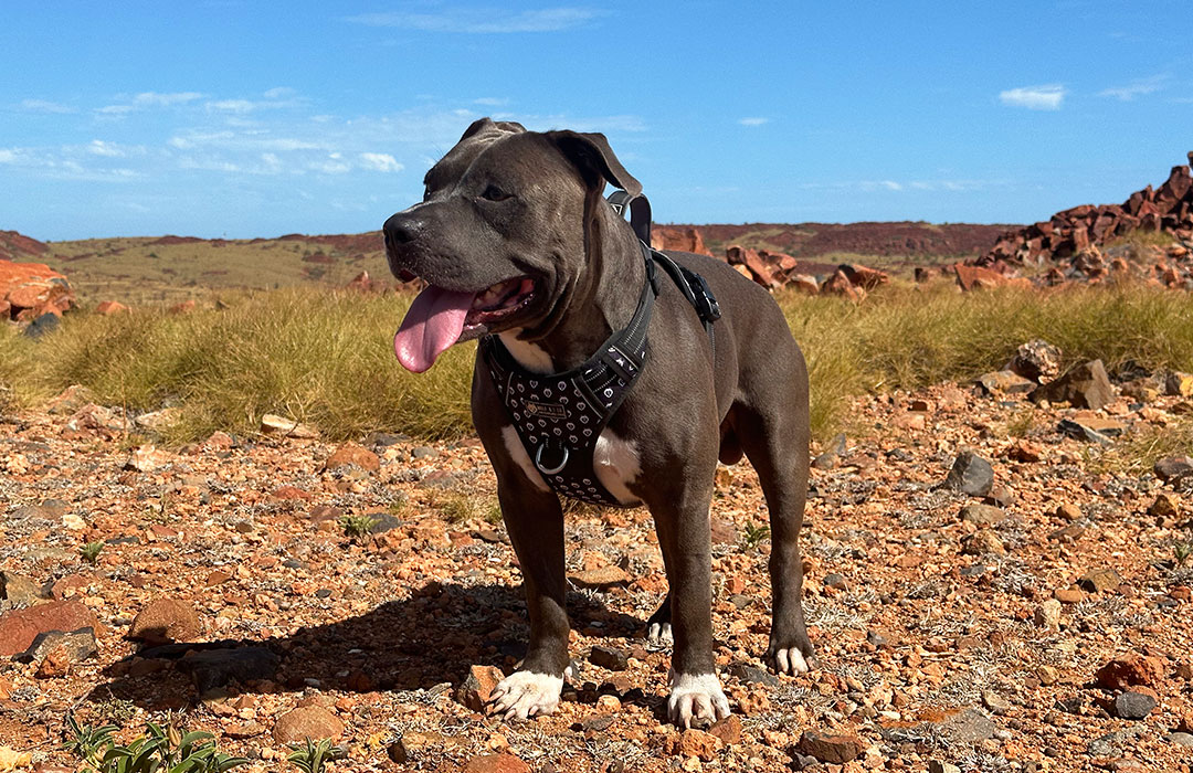 Rufus enjoying his adventures in his Wolf Pack harness.