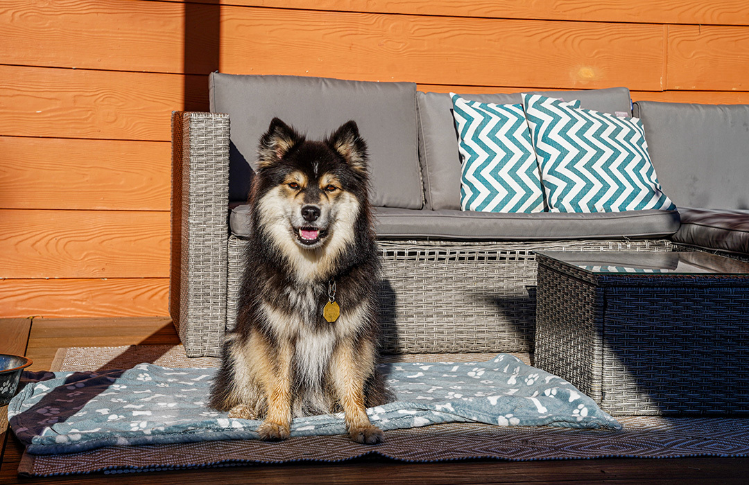 Dog Friendly Holiday Jervis Bay
