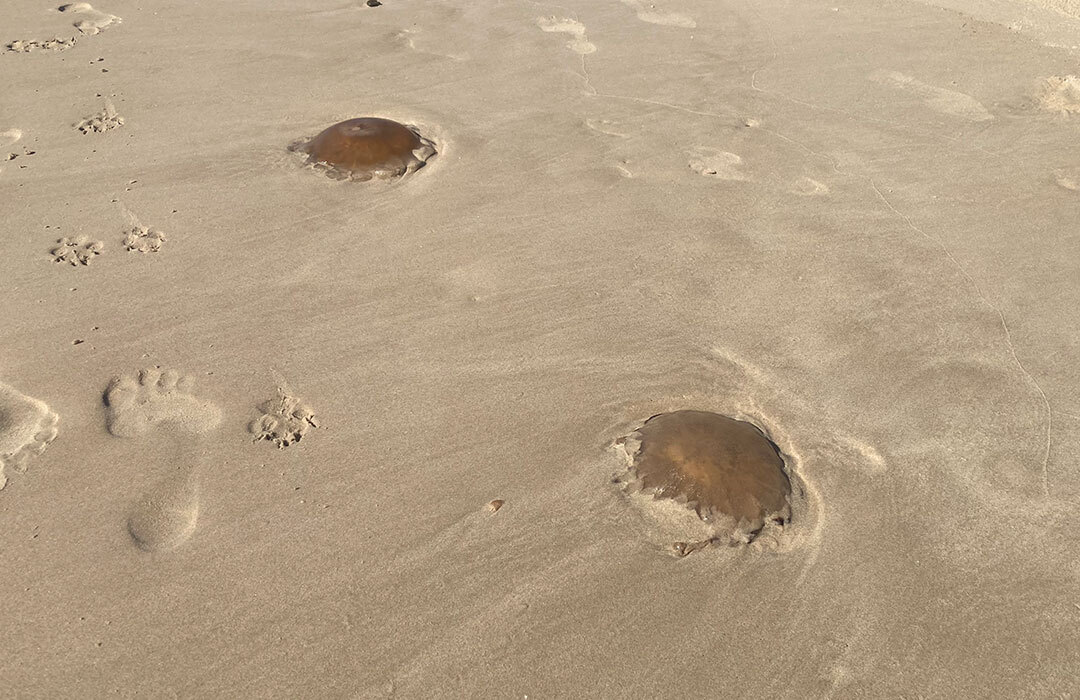 jellyfish-dogbeach.jpg