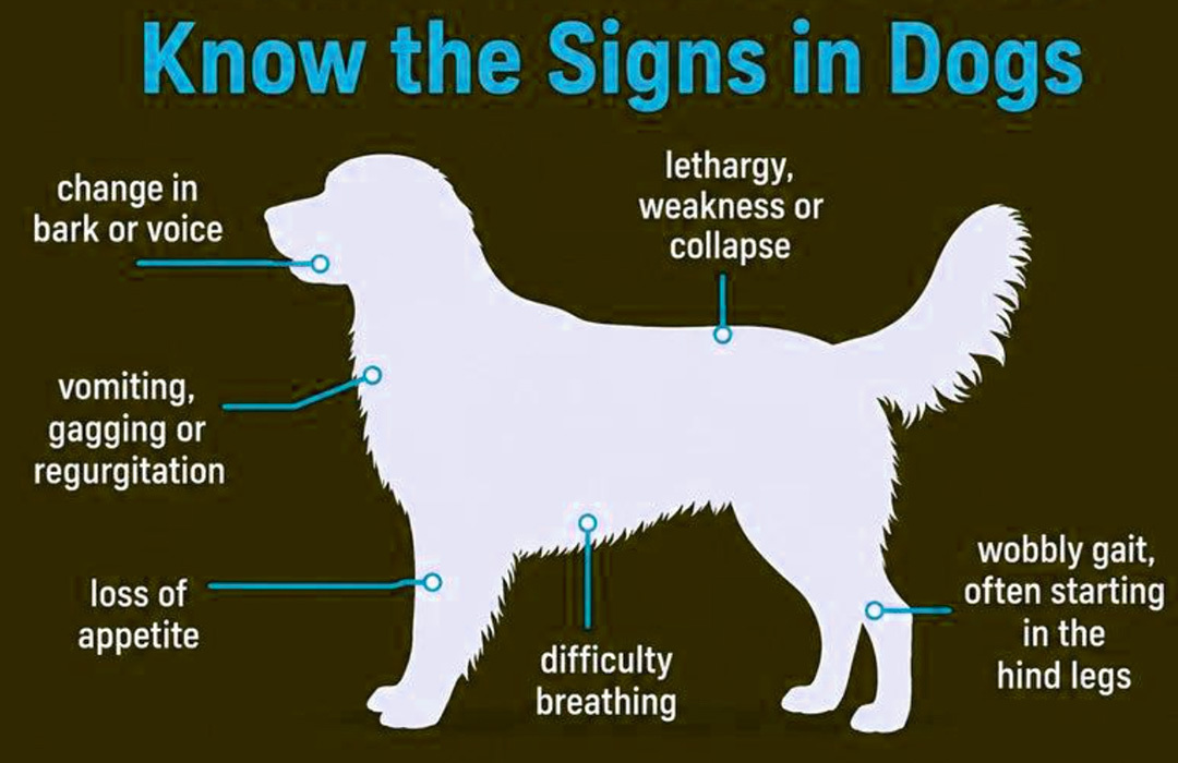 Check your dog for ticks