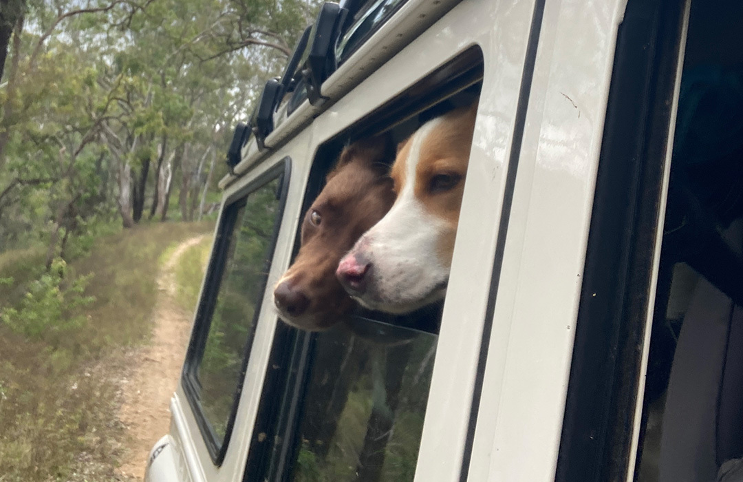 4wding With Dogs Landrover Defender Stanthorpe