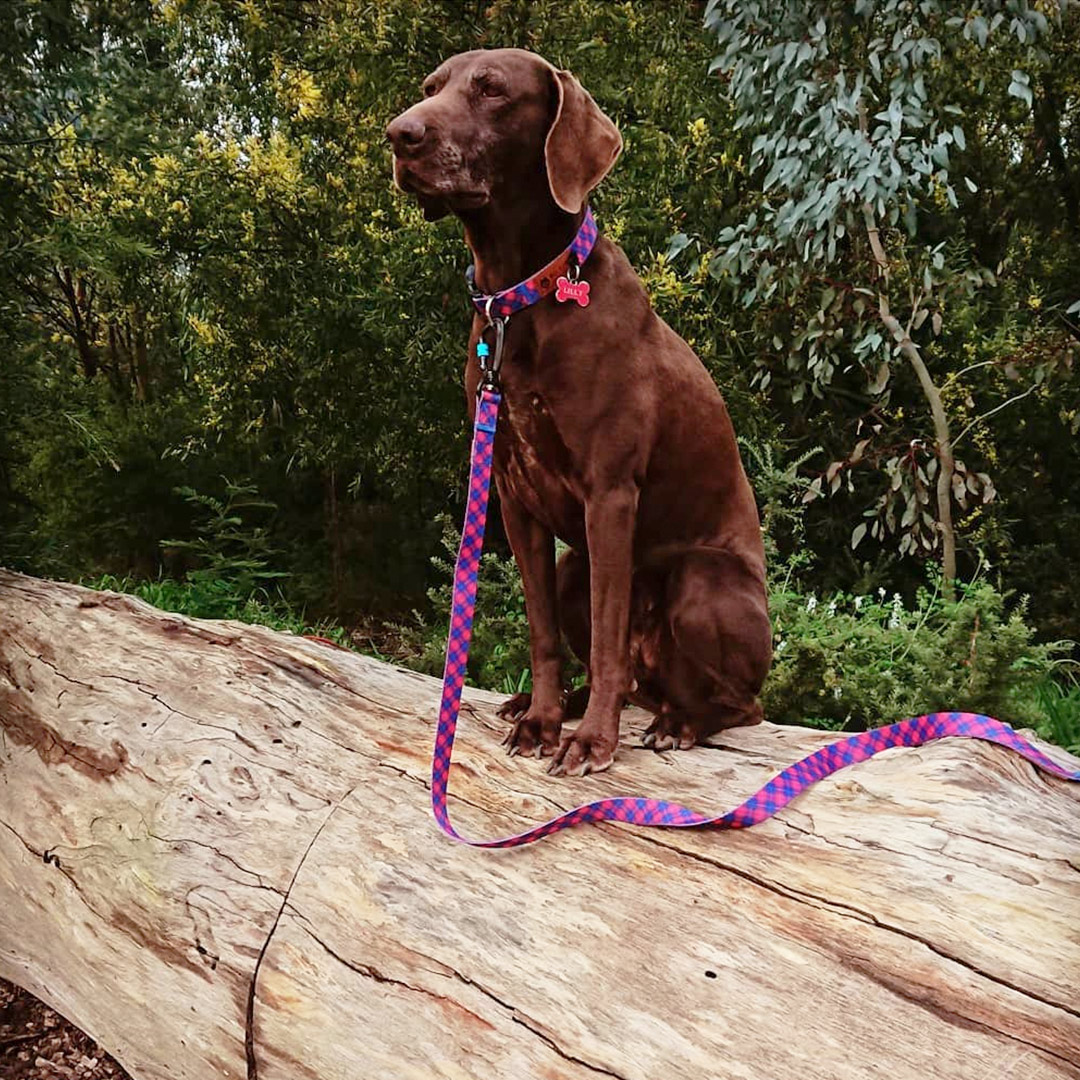 Lily wears the Highlander Dog Collar and Matching 5ft Dog Leash