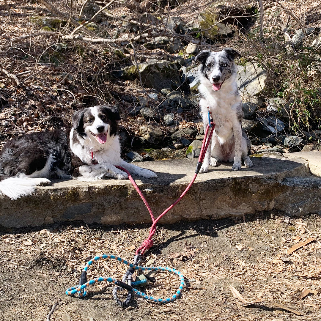 Wolf & I Co. Border Collies on Adventure