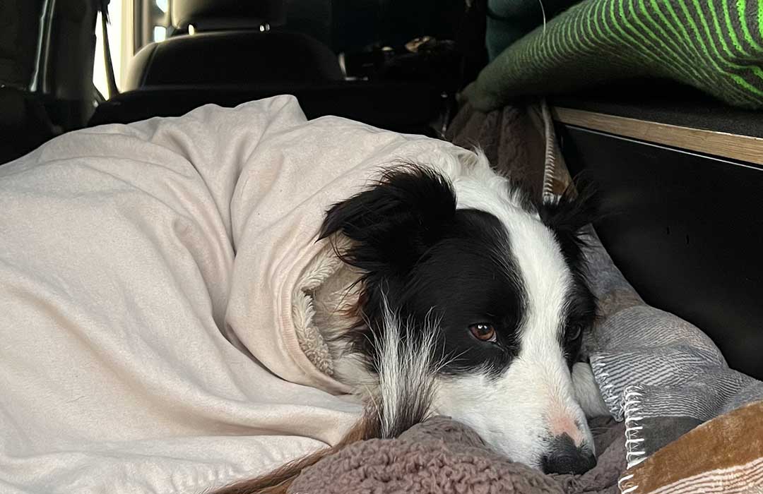 Molly all snuggled up in her special dog friendly travel bed