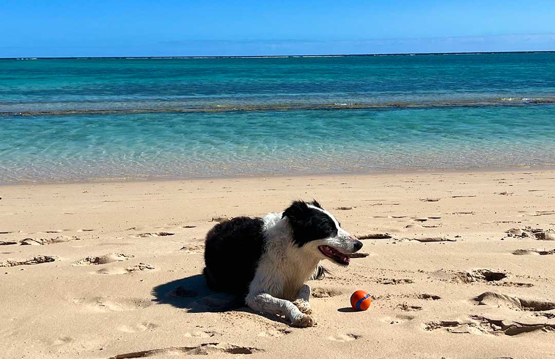 Molly enjoying another dog friendly dog beach on the Ningaloo Coast