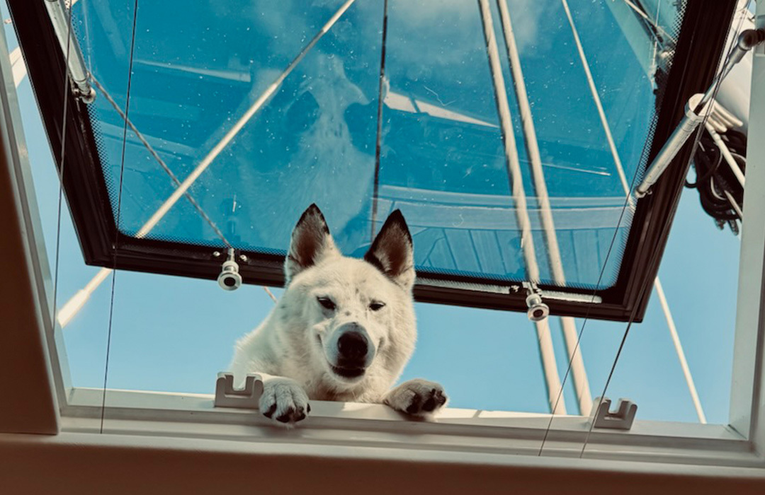 North the Pom x Husky sailing the world