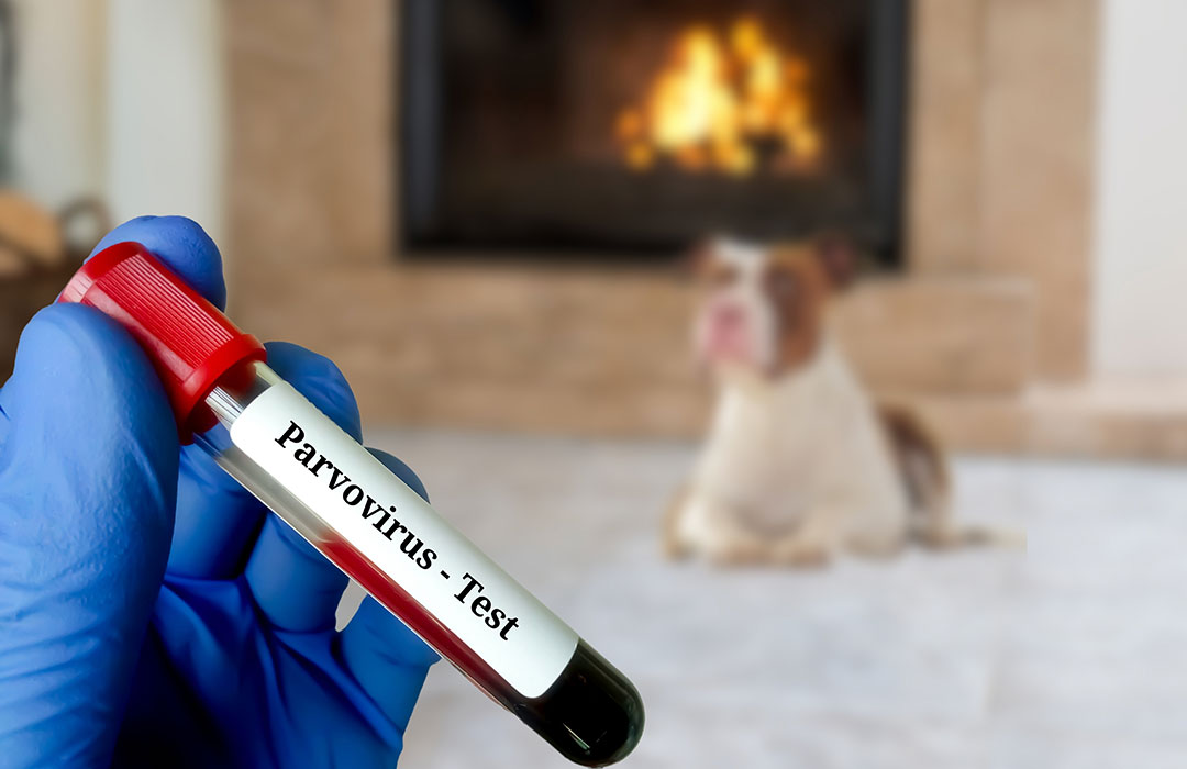 If you think your dog may have parvovirus contact your vet immediately