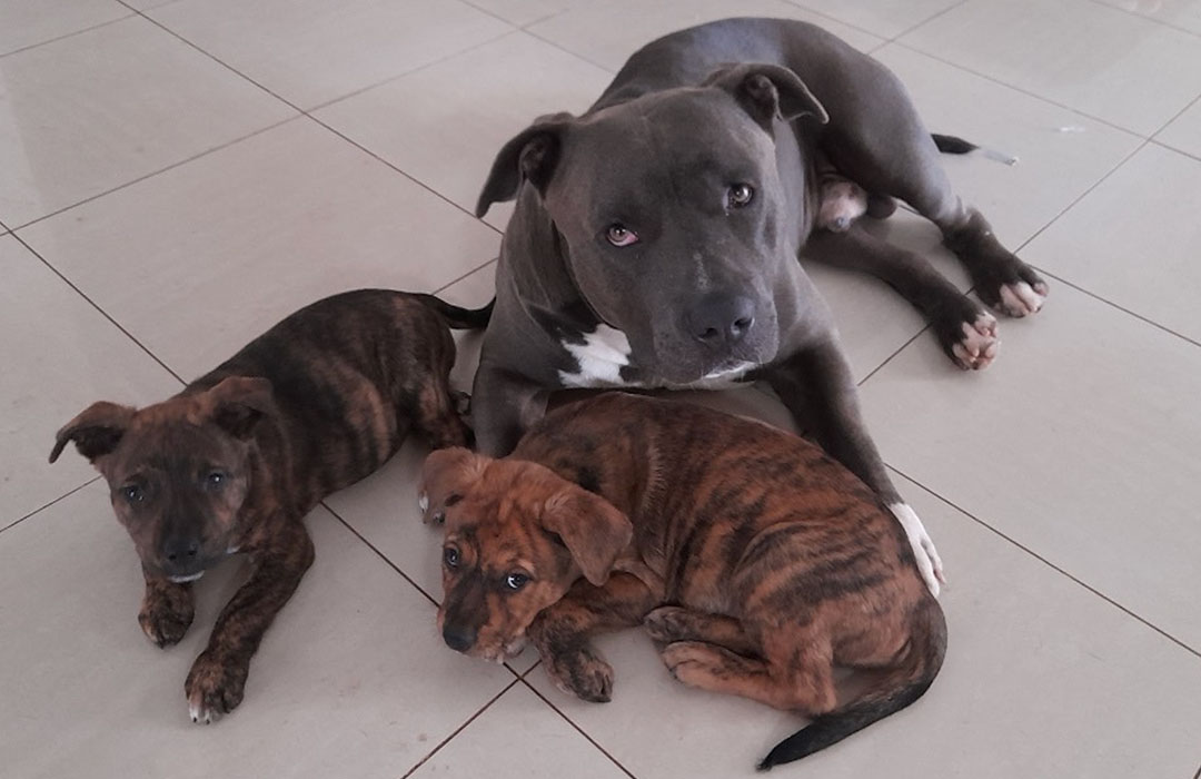 Rufus playing with Brin (on the left) as a puppy.