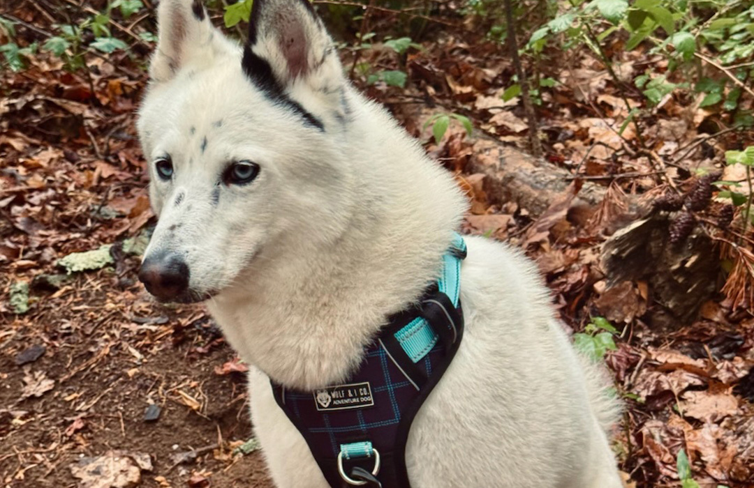 North in his Wolf & I Co. gear