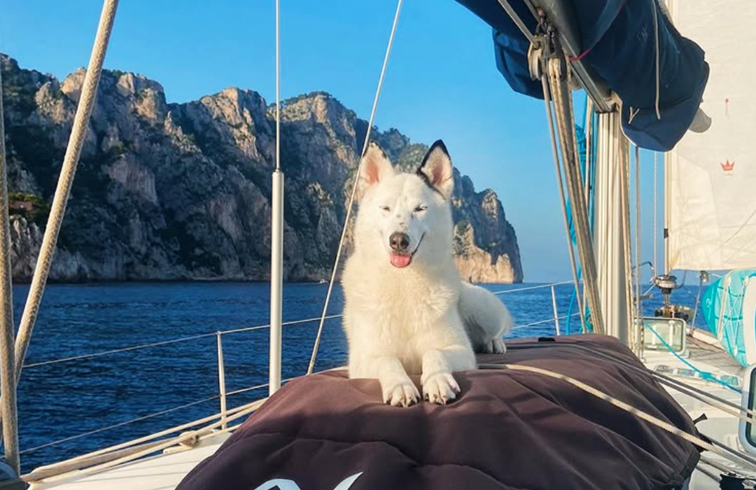 Happy dog on a yacht