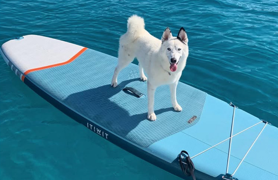 Stand up paddle boarding with dogs