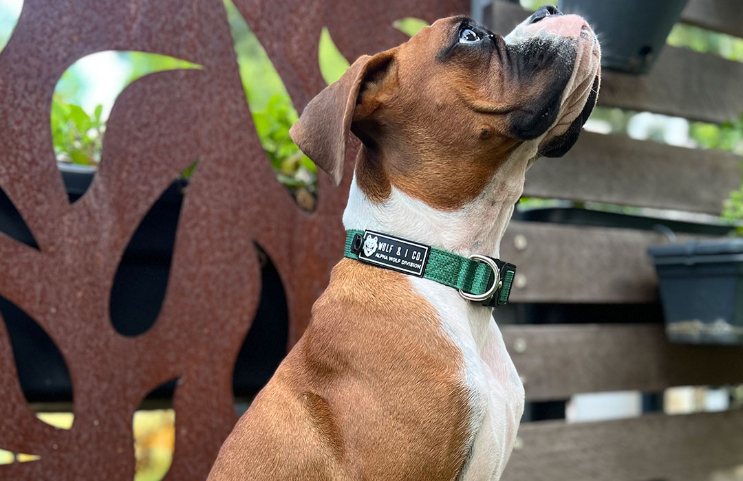 Tactical Dog Collars with quick release buckles