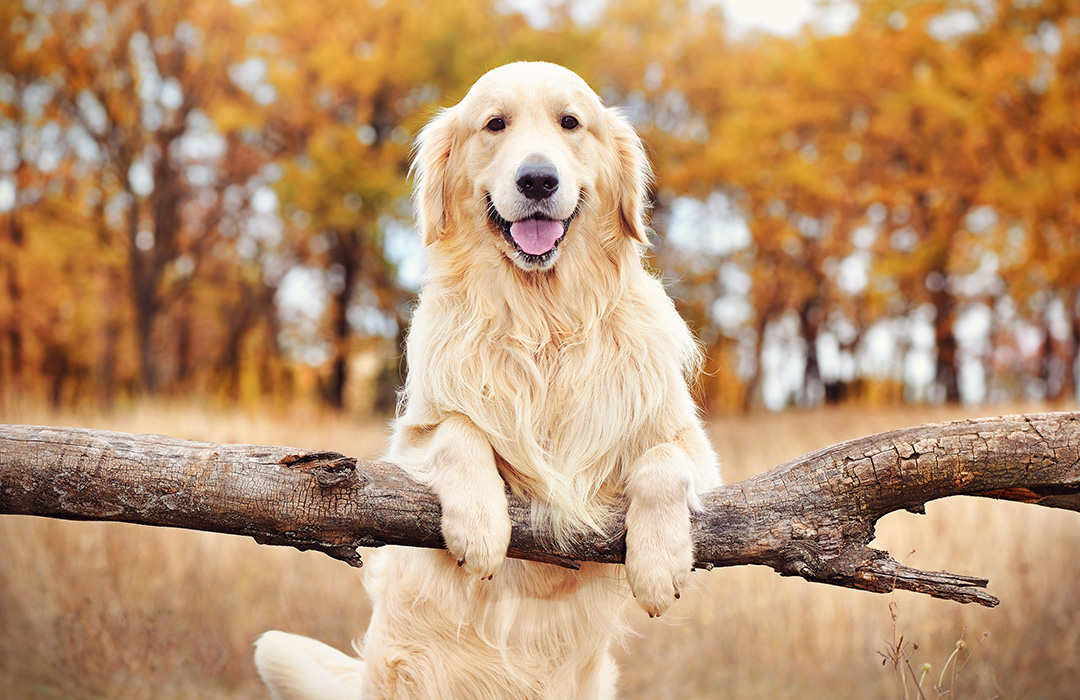 Top 5 Dog Breeds For Families - Golden Retriever