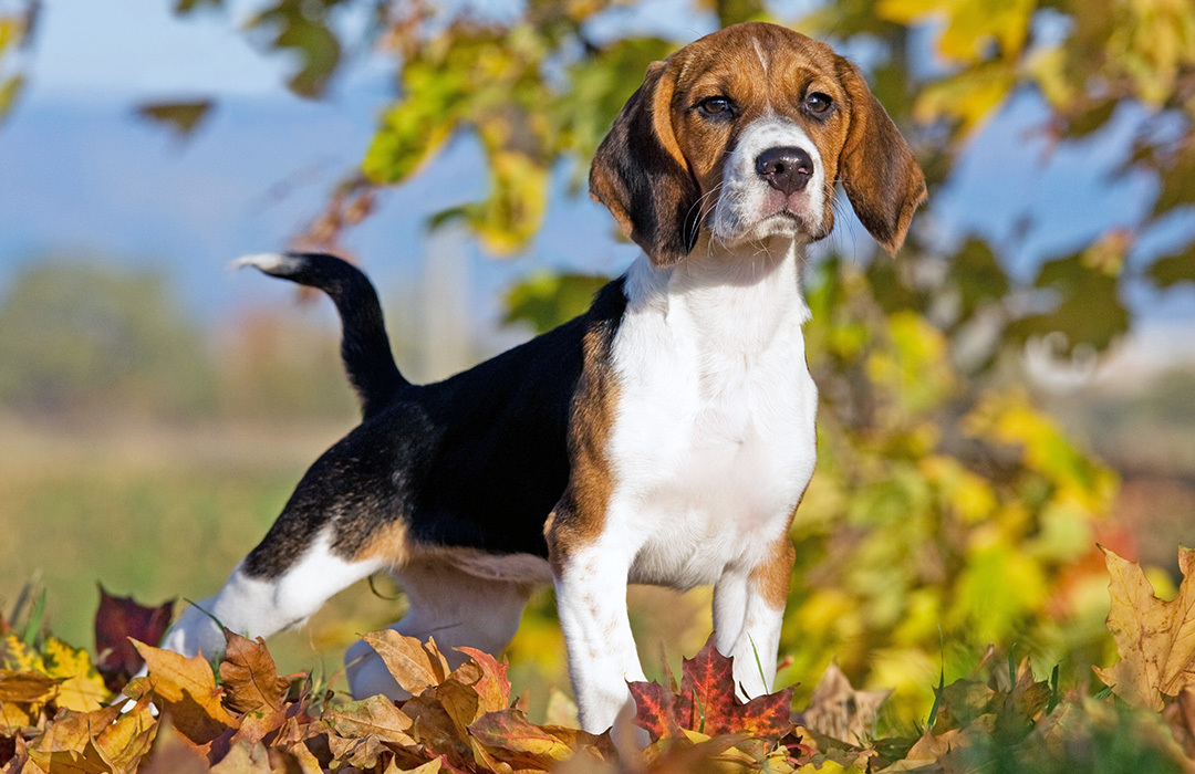 Top Five Dog Breeds For Families Include Beagles
