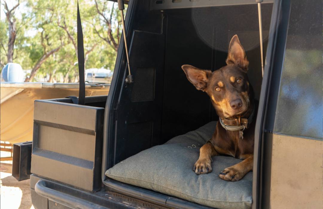 Travel With Dogs On The Savannah Way Travel With Dogs On The Savannah Way