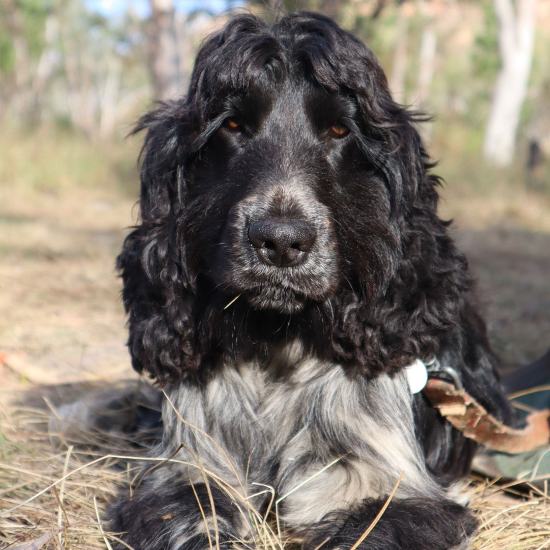 Winston just chillin' after a big day of dog friendly adventure!