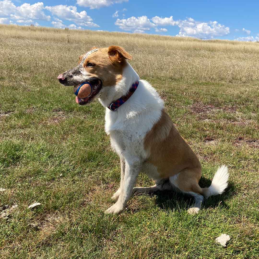 are dogs allowed in the vic high country