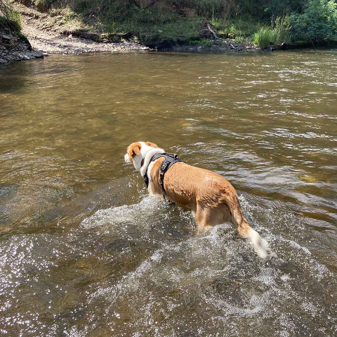 are dogs allowed in the vic high country