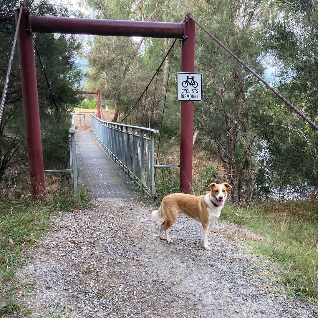 are dogs allowed in the vic high country