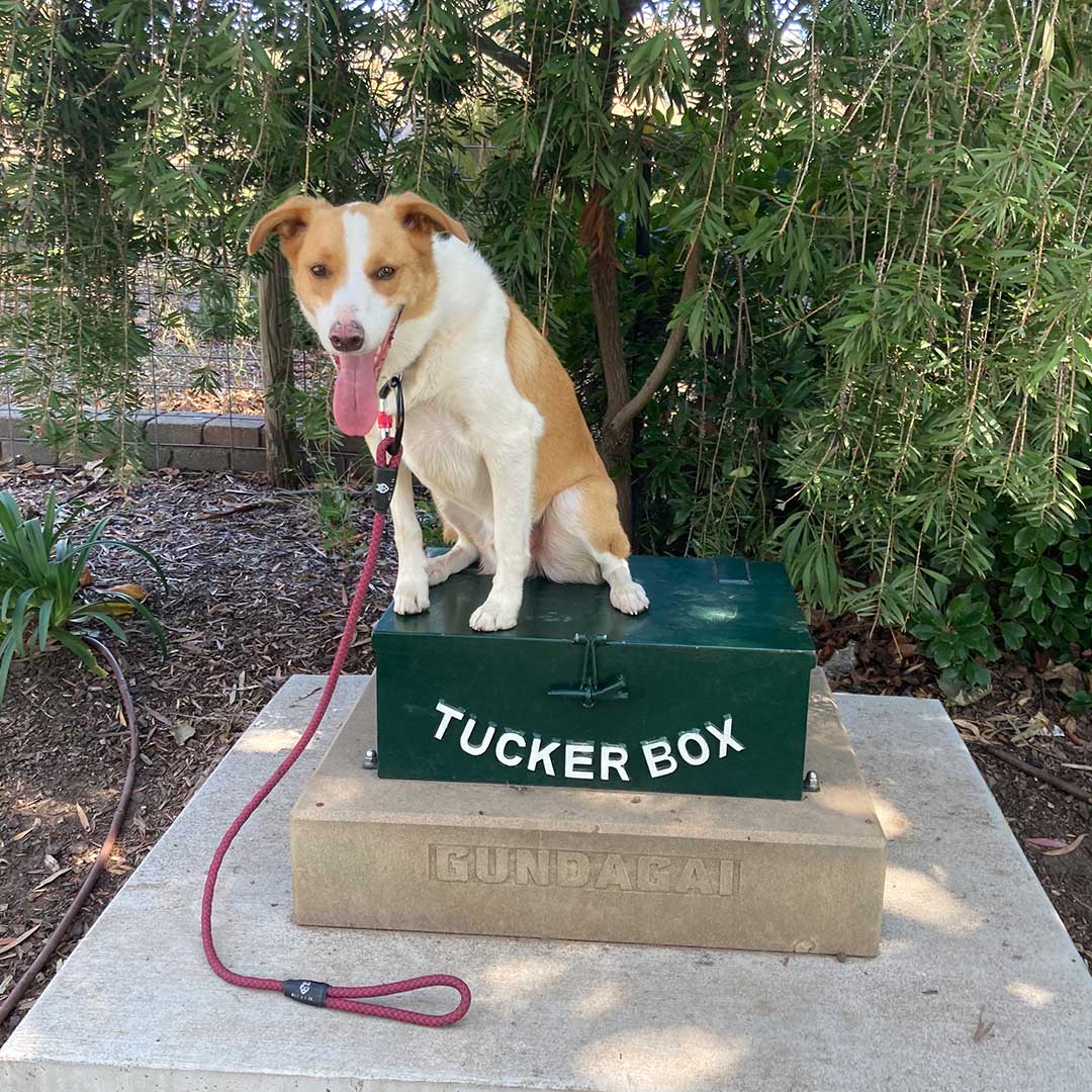 are dogs allowed in the vic high country