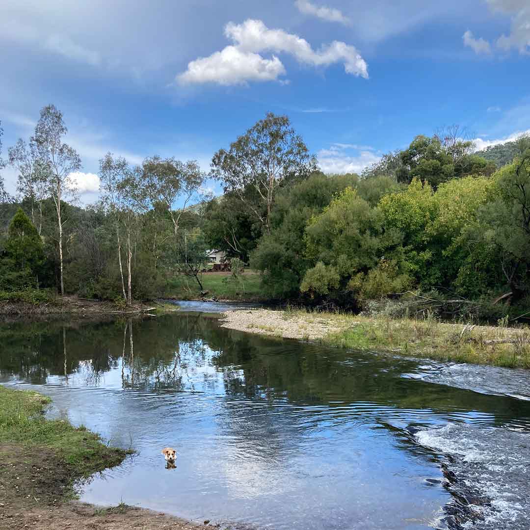 are dogs allowed in the vic high country