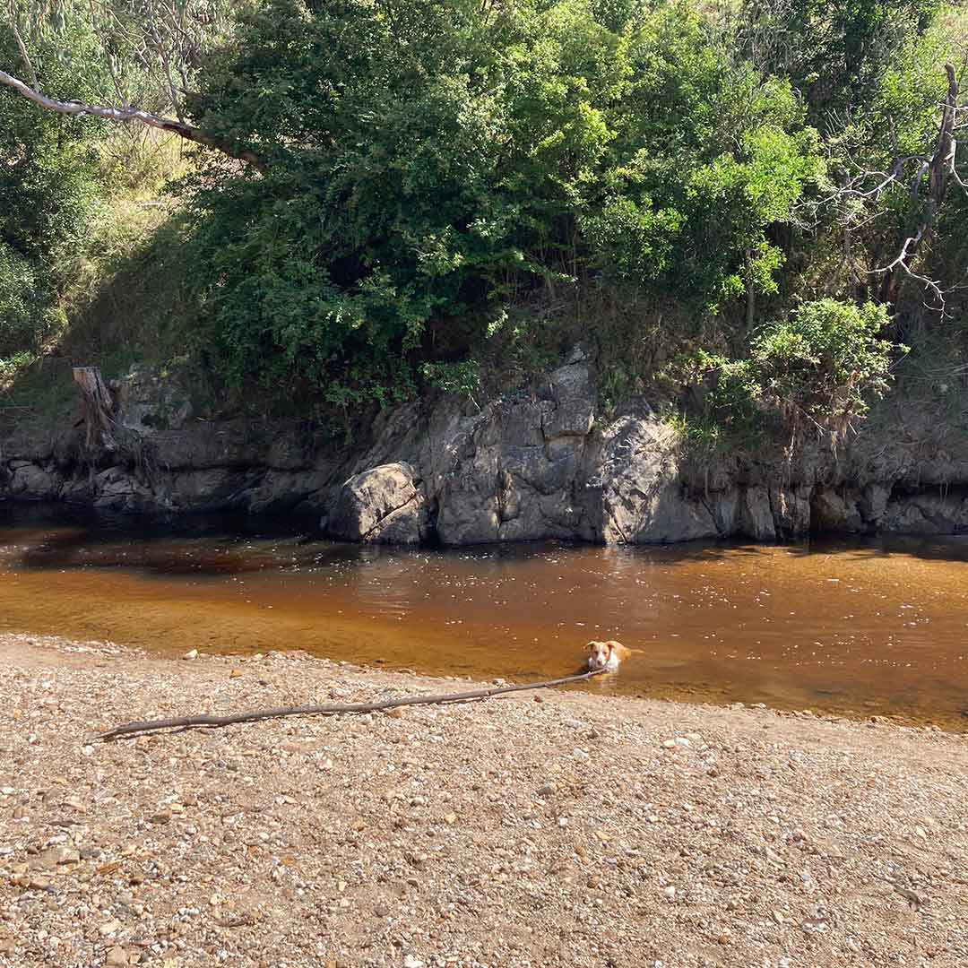 are dogs allowed in the vic high country