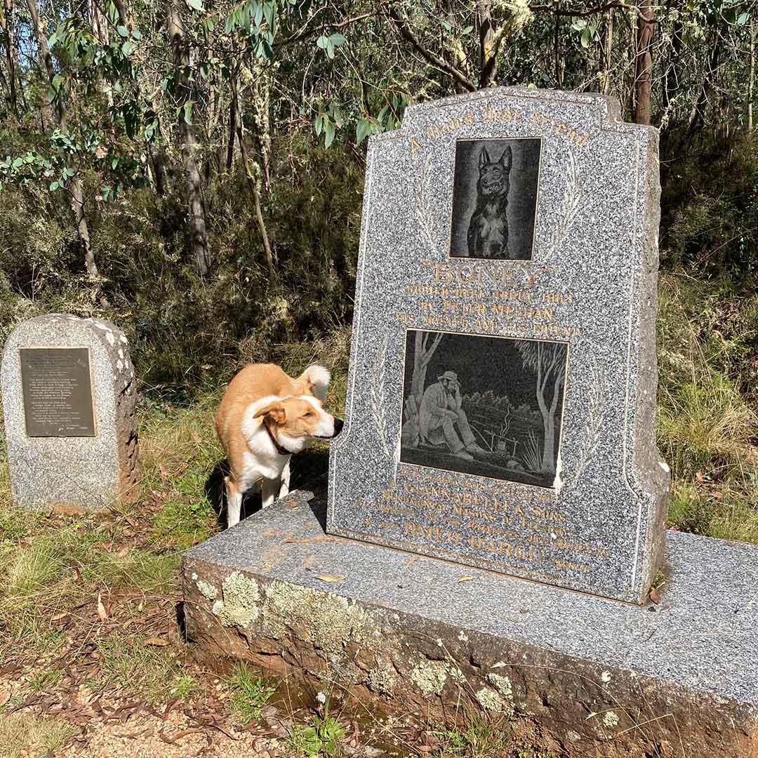 are dogs allowed in the vic high country