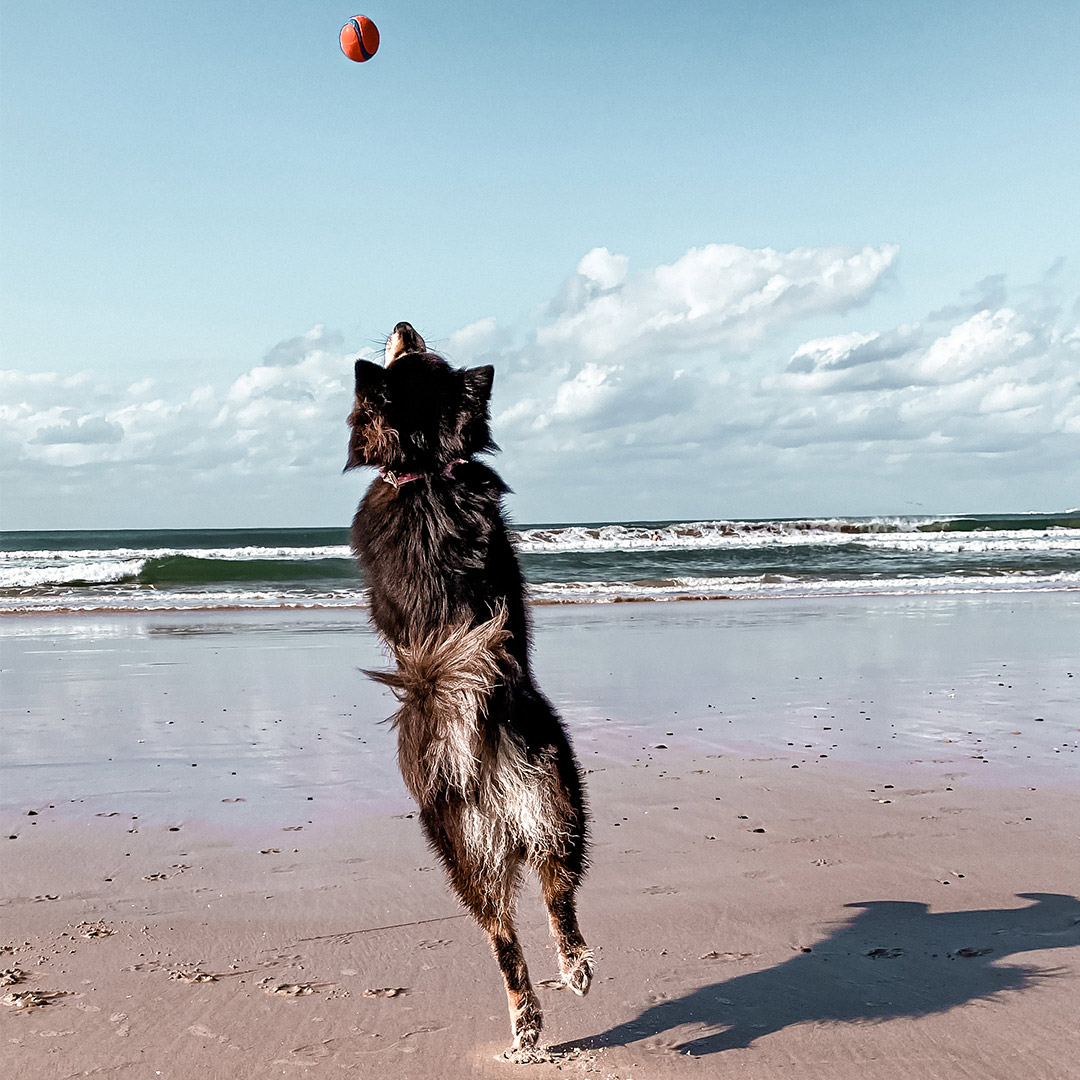 Holidaying with Dogs in Byron Bay